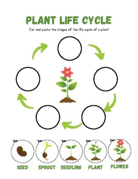 life cycle of a plant cut and paste