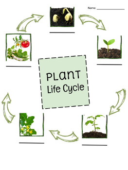 Preview of Plant Life Cycle Doodle Notes