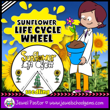 Preview of Plant Life Cycle & Fall Science Activities | Life Cycle of a Sunflower Craft