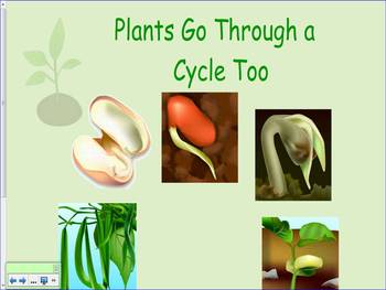 Preview of Plant Life Cycle First Grade