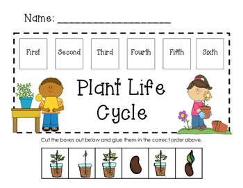Plant Life Cycle In Order by Caroline Soesbee | Teachers Pay Teachers