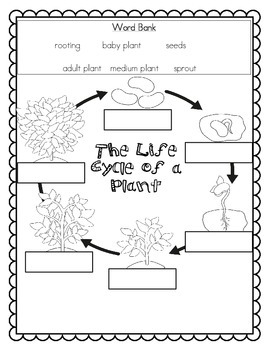 Plant Life Cycle {Informational Writing} by MrsHallettsHappenings