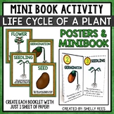 Bean Plant Life Cycle Book and Posters