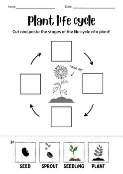 Plant Life Cycle & Parts of a Plant Flower Label Worksheets | TPT