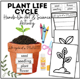 Plant Life Cycle Science and Art Hands On Activity | Cut, 