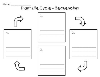 Plant Life Cycle - Sequence by Jacobs Teaching Resources | TpT