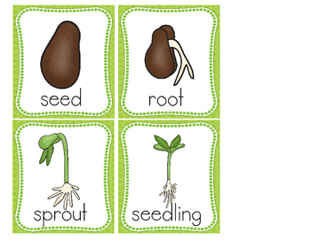 Plant Life Cycle Sequencing by Kayla Hubbard | Teachers Pay Teachers