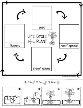 Plant Life Cycle [Book & Activities] by Preschoolers and Sunshine