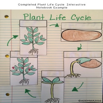 Plant Life Cycle Unit and Interactive Notebook by Ashley Brennan Academics