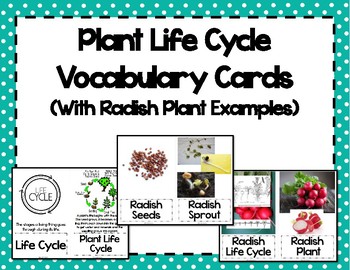 Preview of Plant Life Cycle Vocabulary Cards {Radish}