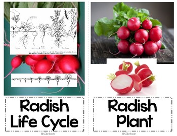 Plant Life Cycle Vocabulary Cards Radish by Clarkson-Pressley Teacher