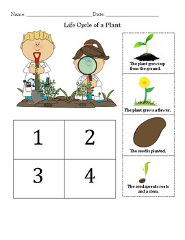 Plant Life Cycle Worksheet- Distance Learning by Cupcakes and Kinders