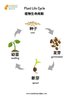 Preview of Plant Life Cycle in Chinese, include flash cards & worksheet 植物生命周期