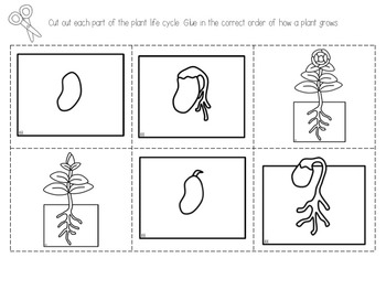 Plant Life Cycles Mini Unit (plant, bean, & sunflower) by First Grade ...