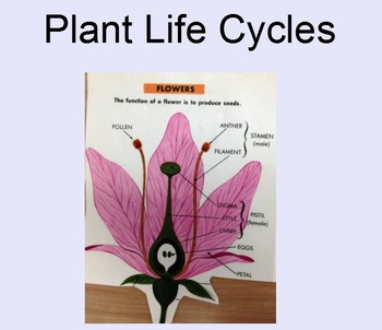 Preview of Plant Life Cycles unit (Smart Board Doc & Slide Shows & Review & quiz)