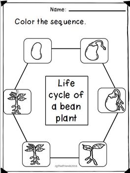 Plant Life Cycle - Bean by 2GiftedFriends | Teachers Pay Teachers