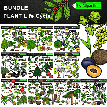 Preview of Tree life cycle clipart Bundle /Plant Life Cycle /Science clipart Commercial use