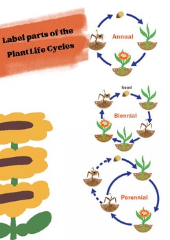 Preview of Plant Lifecycle Worksheet