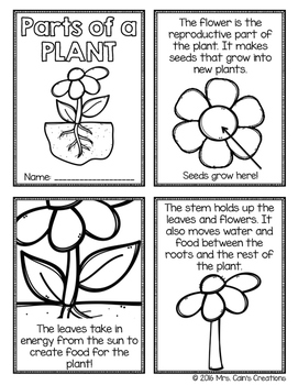 Plant Parts Activity Pack by Mrs Cain's Creations | TpT