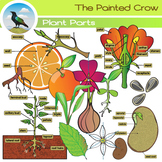 Parts of a Plant Clip Art - Botany Graphics