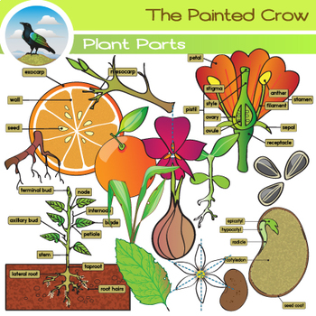 Preview of Parts of a Plant Clip Art - Botany Graphics
