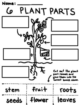 parts of a plant for kids cut and paste