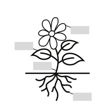 Parts of the Rose Coloring Page | Easy Drawing Guides