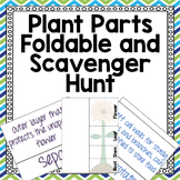 Plant Parts Foldable and Vocabulary Activity