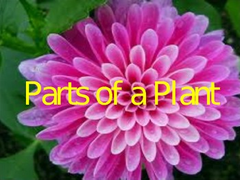 Preview of Plant Parts Kindergarten