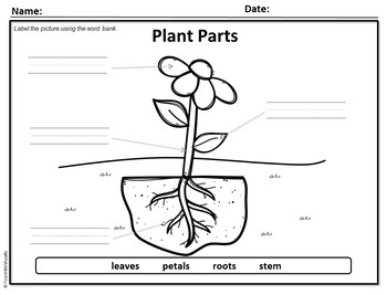 Plant Parts and Needs - Puzzle Parts & Labeling Activity (Flower)
