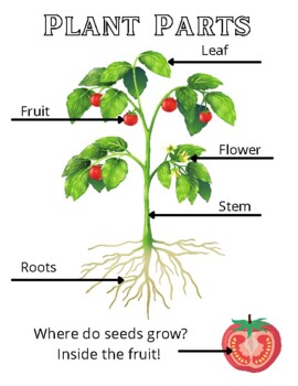 Plant Parts We Eat Poster by Rooted in Wellness | TPT