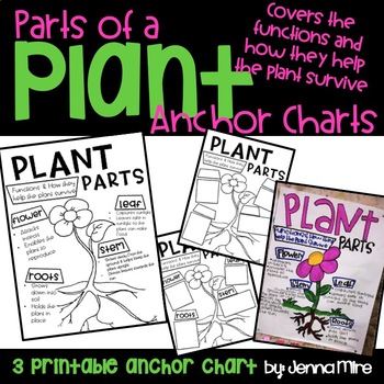 Preview of Plant Parts and Functions Anchor Chart
