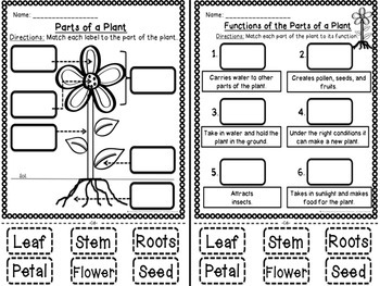 Plant Parts and Functions Cut and Paste Activities! | TpT