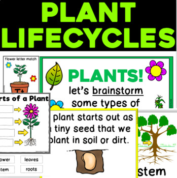 Preview of Plant Life Cycles and Plant Parts for 3K, Preschool, Pre-K, and Kindergarten!