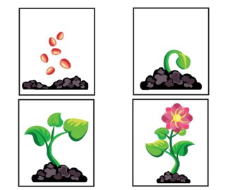 Preview of Plant Phases Cards
