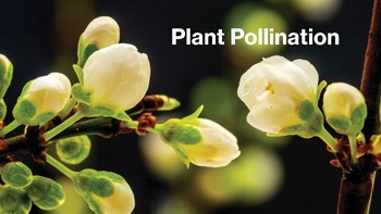 Preview of Plant Pollination NGSS Grade 2 PowerPoint Presentation