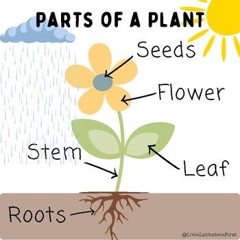 Plant Posters and Worksheet by Livin Labbate in First | TPT