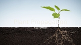 Plant Propagation Lecture