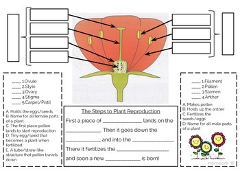 Preview of Plant Reproduction Foldable
