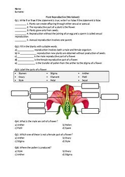 plant reproductive system