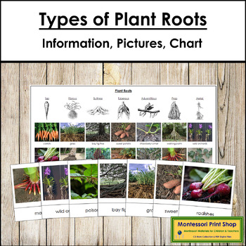 Preview of Types of Plant Roots - Information, Sorting Cards and Control Charts