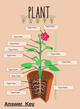 Preview of Plant Science- Plant Parts