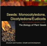 Plant Seeds: Monocotyledons, Dicotyledons/Eudicots