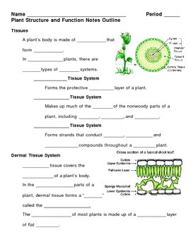 Preview of Plant Structure and Function Notes Outline Lesson Plan