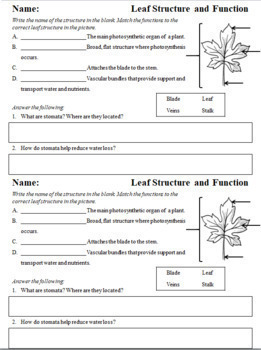 Plant Structure and Function Worksheets by Biology Domain | TpT