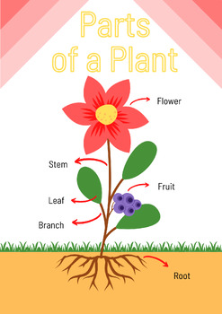 Preview of Plant Study Bundle