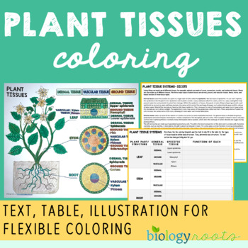 Preview of Plant Tissues Coloring