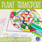 Plant Transport Review Activity | Color by Number