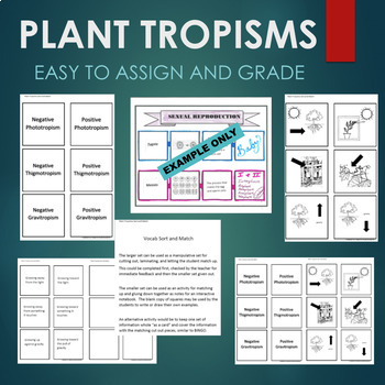 Preview of Plant Tropisms (Gravitropism, Phototropism, etc) Sort & Match STATIONS Activity