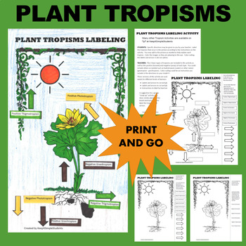 Preview of Plant Tropisms Labeling Activity - Phototropism, Gravitropism, Thigmotropism